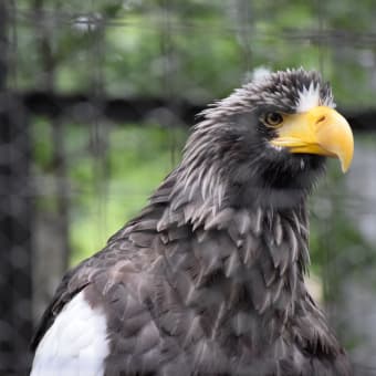 やっと手に入れた　Nikon D3300　in 動物園。