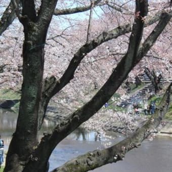 境川の桜