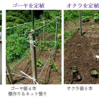 夏野菜が成長し、収穫が始まった。　－ 2025.6中 －