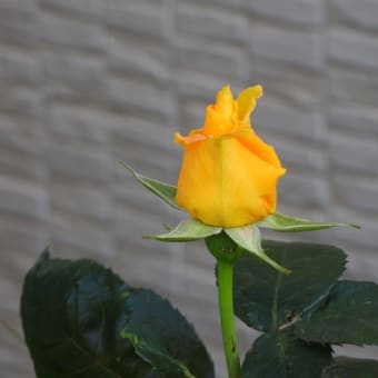2020年のバラの開花宣言
