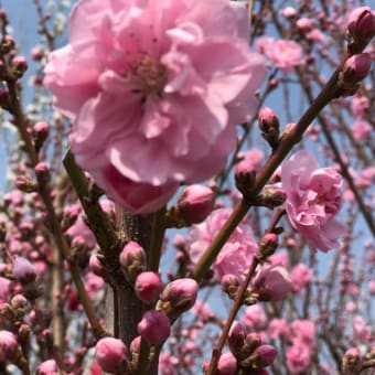 花は差別しない 花は希望の灯火