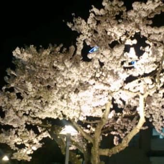 桜ライトアップ