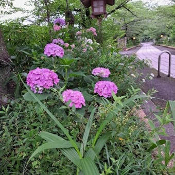 アジサイの花、高麗神社で