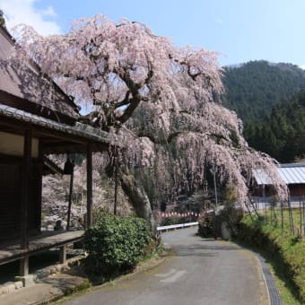 宇陀市の桜見物