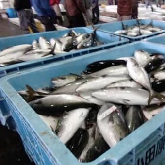 箱根帰りに小田原の漁港で地魚の回転寿司をご堪能下さい！