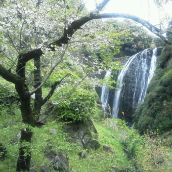 龍門滝の桜が満開でした