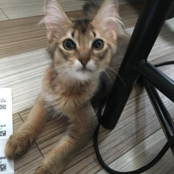 ネット句会