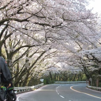 春爛漫、富士と桜のツーリング