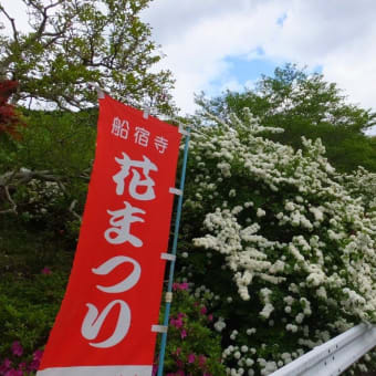 春の花満開　紀州大和の花の寺と神社　2016年4月29日