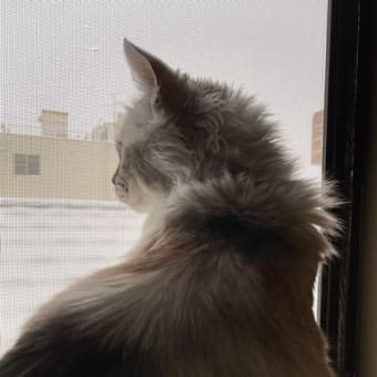 猫オルフェウス