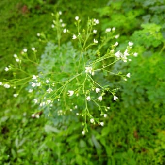 芦ノ湖西岸を歩く