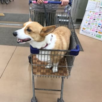 揺れる想い