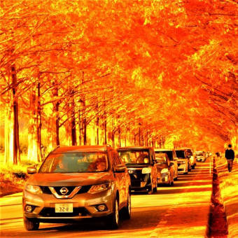 滋賀マキノ・紅葉メタセコイア並木