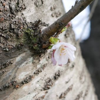 桜お花見