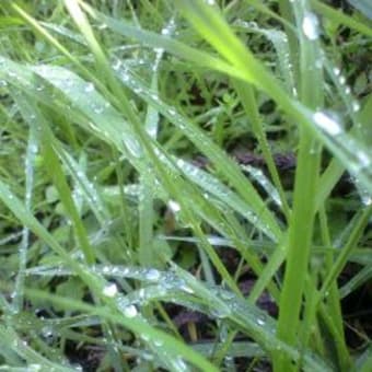 春の雨