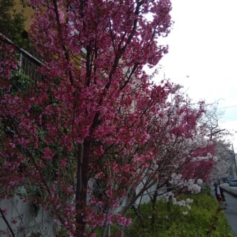 今週見た桜