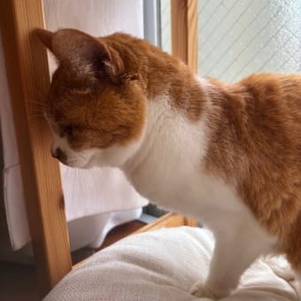 その後のにぽち