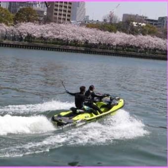 「桜ノ宮」から満開の大川河畔を歩く（2）