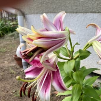 ニュースと天気予報7/7 地震に猛暑🤬七夕❣️