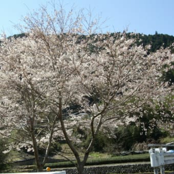 お花見日和