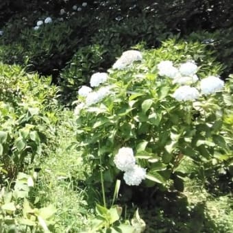 紫陽花もいよいよ終わりの時期ですね