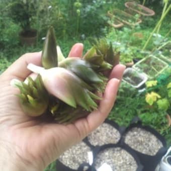 今年の夏の収穫物