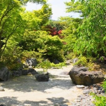京都　青モミジ100シリーズの宝筐院