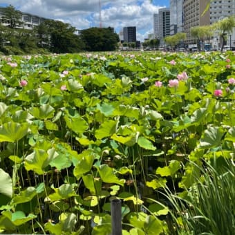千秋公園の蓮