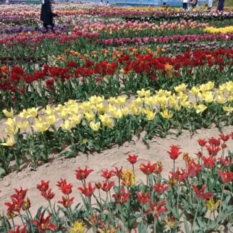 花巡り