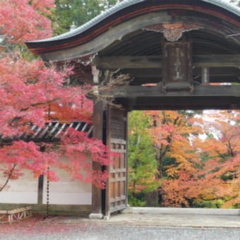 2011年12月3日（土）　二尊院