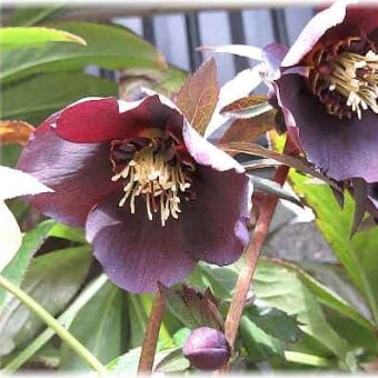 ♪ ドウダンツツジ 他5種類の花 - 楽しみ探して。。。。。 ♪ ドウダンツツジ 他5種類の花 - 楽しみ探して。。。。。
