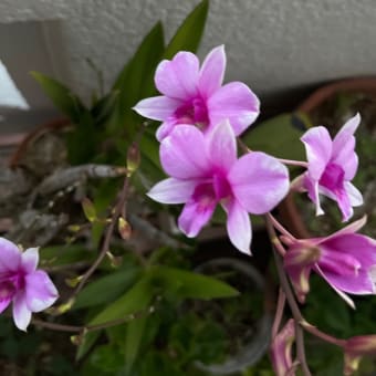秋めいて来たなぁ