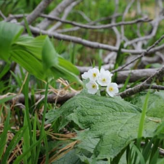 これはガラスか、氷の花か！