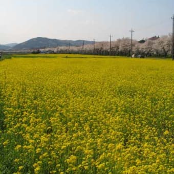 アブラ菜と桜。