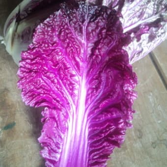 頂き物の白菜 きれいな紫色です なんて名前だろー？