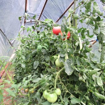 トマトは連続摘芯栽培