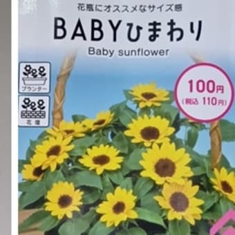 BABYひまわり咲きましたとgooブログの思い出2　20250702