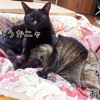 暑かったり寒かったり