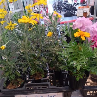 本日は駒川花市場へ。仏花を買いに。４００円の仏花を。出窓ガーデン用に８０円の花鉢と１８０円のは花鉢を。
