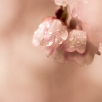 桜の花と人間模様