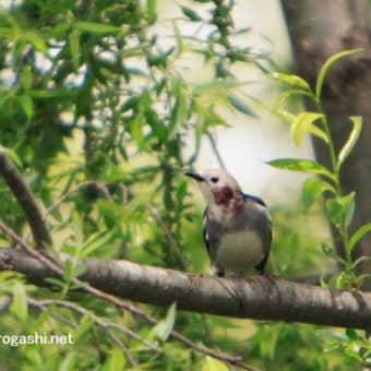 安曇野で見た鳥＝コムクドリ？