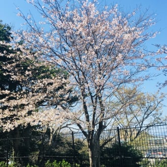 江ノ島と桜