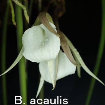 蘭：ブラサボラ・アコーリス（B. acaulis）