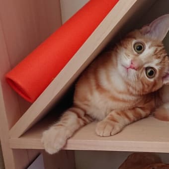 愛猫ナナを助けて下さい　～猫伝染性腹膜炎（FIP）の寛解を目指して