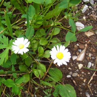 ヨーロッパアルプスで出会った花々　⑦　清楚な白色の花