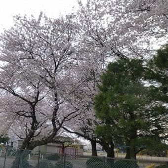 今年の桜は色を失い、灰色ですよね。志村けんさんご冥福をお祈りします。