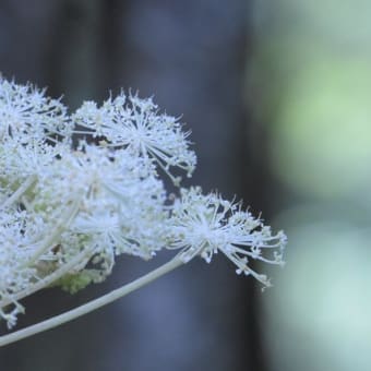 入笠山登山
