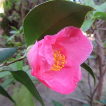 ３月の花②（自宅）