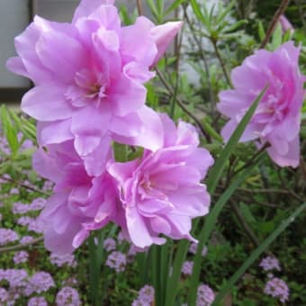 我が家の🌸