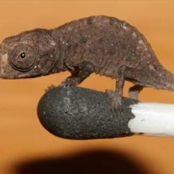 世界最小の爬虫類、新種ミニカメレオン